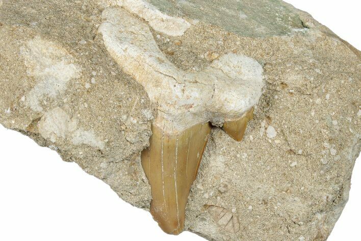 Large Otodus Shark Tooth Fossil in Rock - Morocco #292007